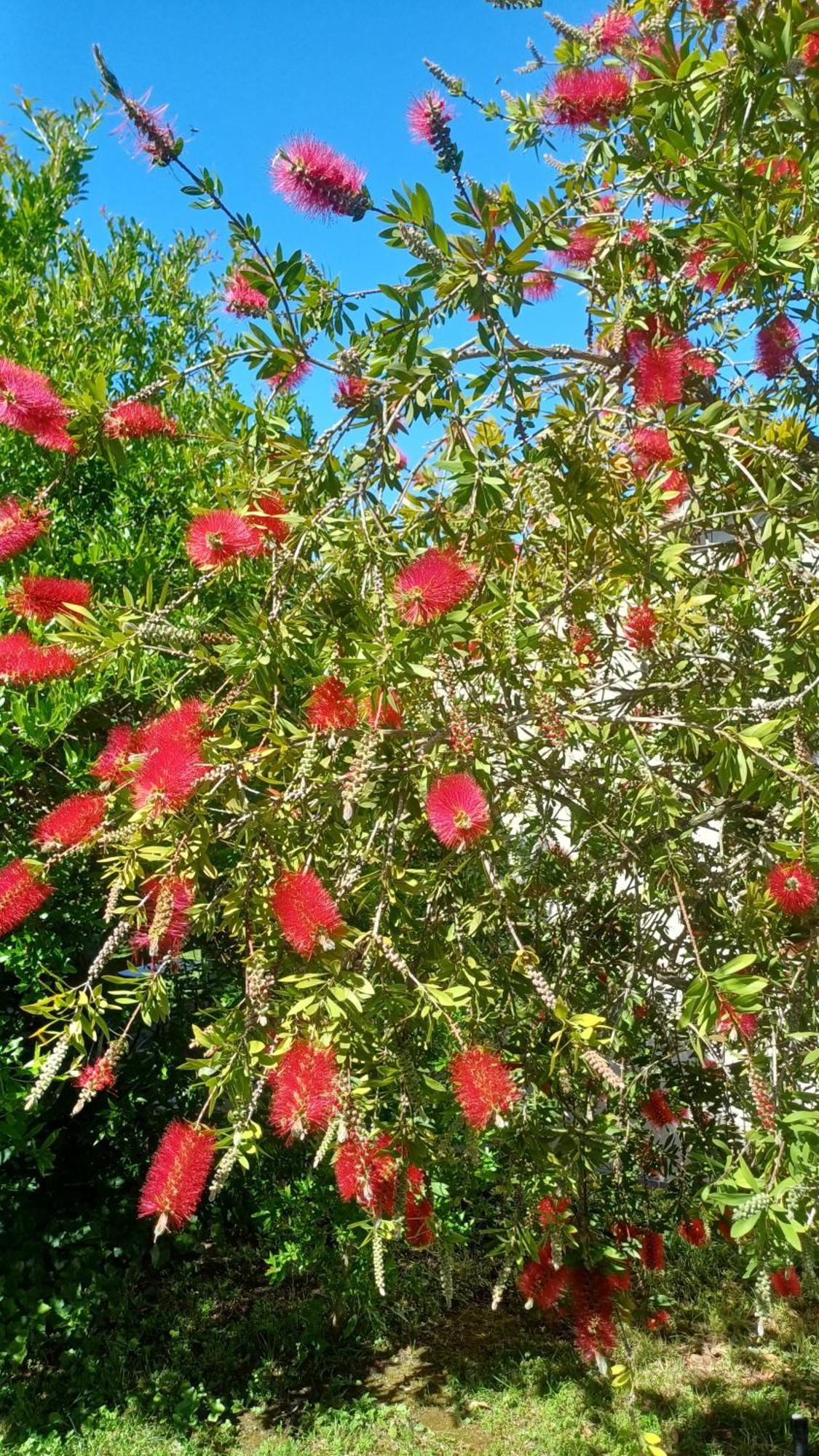 Agriturismo Colleverde カパルビオ エクステリア 写真