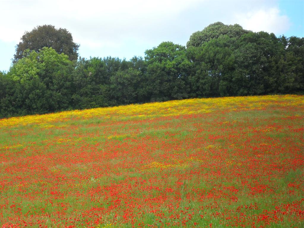Agriturismo Colleverde カパルビオ エクステリア 写真