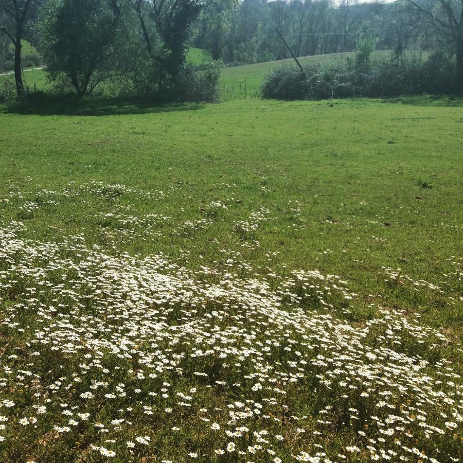 Agriturismo Colleverde カパルビオ エクステリア 写真